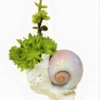 Succulent Seashell Planter Ships Free. -Cheap Plantly Store 1265m