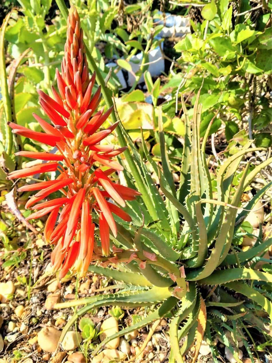 Lace Aloe Aristaloe Aristata Ships Free 3 Lace Aloe Aristaloe Aristata Ships Free