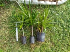 Dracaenas Green Dragon Tree Ships Free. 6 Dracaenas Green Dragon Tree Ships Free. -Cheap Plantly Store 1265m