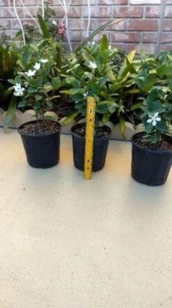 Asian Snow Wrightia Antidysenterica Rare Bush Ships Free. 6 Asian Snow Wrightia Antidysenterica Rare Bush Ships Free. -Cheap Plantly Store 1265m