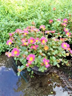 Purslane Edible "Cotton Candy" Herb Ships Free. -Cheap Plantly Store 1265m 3 1