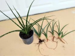 Sansevieria Bacularis Fernwood Mikado Snake Plant Ships Free.