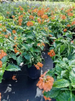 Marmalade Crossandra Infundibuliform Blooming Ships Free. -Cheap Plantly Store 1265mm rotated 1