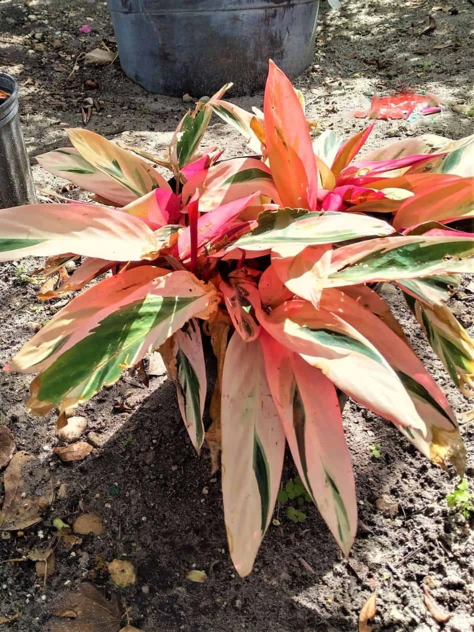 Red Shell Ginger Alpinia Zerumbet Plant Ships Free. 5 Red Shell Ginger Alpinia Zerumbet Plant Ships Free. - Image 3