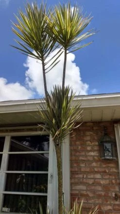 Dracaenas Green Dragon Tree Ships Free. 7 Dracaenas Green Dragon Tree Ships Free. -Cheap Plantly Store 1265n