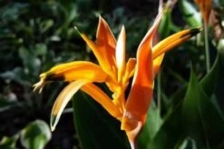 Heliconia Psittacorum Parrot Heads Ship Free.