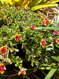 Purslane "Morning Star" Edible Organic Herb Ships Free. -Cheap Plantly Store 1265n 4