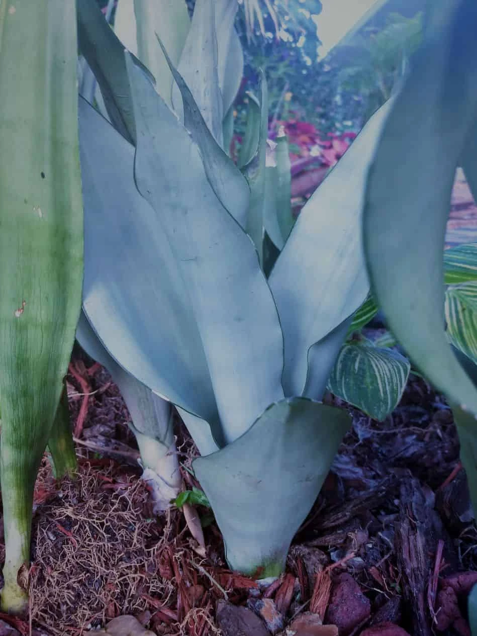 Great Blue Sansevieria Snake Plant Ships Free. 4 Great Blue Sansevieria Snake Plant Ships Free. - Image 2