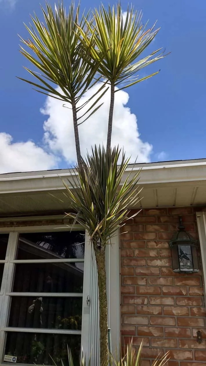 Dracaenas Green Dragon Tree Ships Free. 5 Dracaenas Green Dragon Tree Ships Free. - Image 3