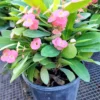 Euphorbia Milli Pink Crown Of Thorns Ships Free. -Cheap Plantly Store 1265p