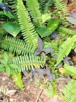 Christmas Ferns Polystichum Acrostichides (3) Ships Free. -Cheap Plantly Store 1265p 2