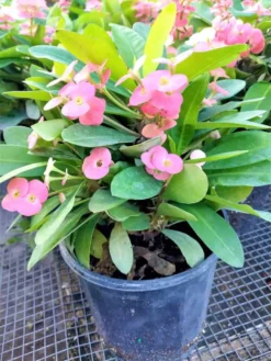 Euphorbia Milli Pink Crown Of Thorns Ships Free.