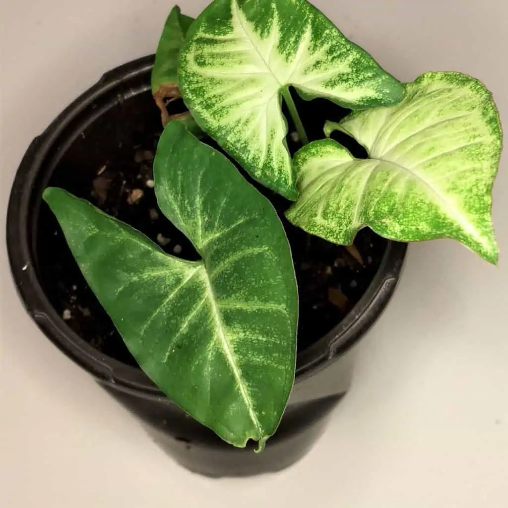 Syngonium White Butterfly Plants (2) Ship Free. 4 Syngonium White Butterfly Plants (2) Ship Free. - Image 2