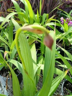 Dwarf Chenille Plant Red Hot Cat Tails Ships Free. 8 Dwarf Chenille Plant Red Hot Cat Tails Ships Free. -Cheap Plantly Store 1265p 4