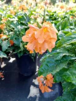 Marmalade Crossandra Infundibuliform Blooming Ships Free. -Cheap Plantly Store 1265pl rotated 1