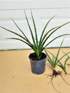 Sansevieria Bacularis Fernwood Mikado Snake Plant Ships Free. -Cheap Plantly Store 1265pp