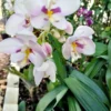 Ground Orchid Spathoglottis Pink Ships Free. -Cheap Plantly Store 1265q 1