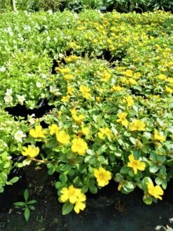 Purslane "Lemon Drops" Edible Herb Ships Free. -Cheap Plantly Store 1265r 1