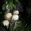 Epiphyllum Oxpetalum Cereus Night Orchid Ships Free. 1 Epiphyllum Oxpetalum Cereus Night Orchid Ships Free. -Cheap Plantly Store 1265r