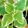 Portuguese Oregano Mexicali Mint Herb Ships Free. -Cheap Plantly Store 1265r 2