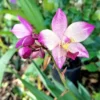 Ground Orchid Spathoglottis Purple Ships Free -Cheap Plantly Store 1265t 3