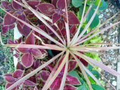 Dracaena Red Dragon Tree Ships Free. -Cheap Plantly Store 1265u 1