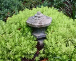 Epiphyllum Oxpetalum Cereus Night Orchid Ships Free. -Cheap Plantly Store 1265u