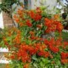 Mexican Flame Vine Best Pollinator Ships Free. -Cheap Plantly Store 1265v 1
