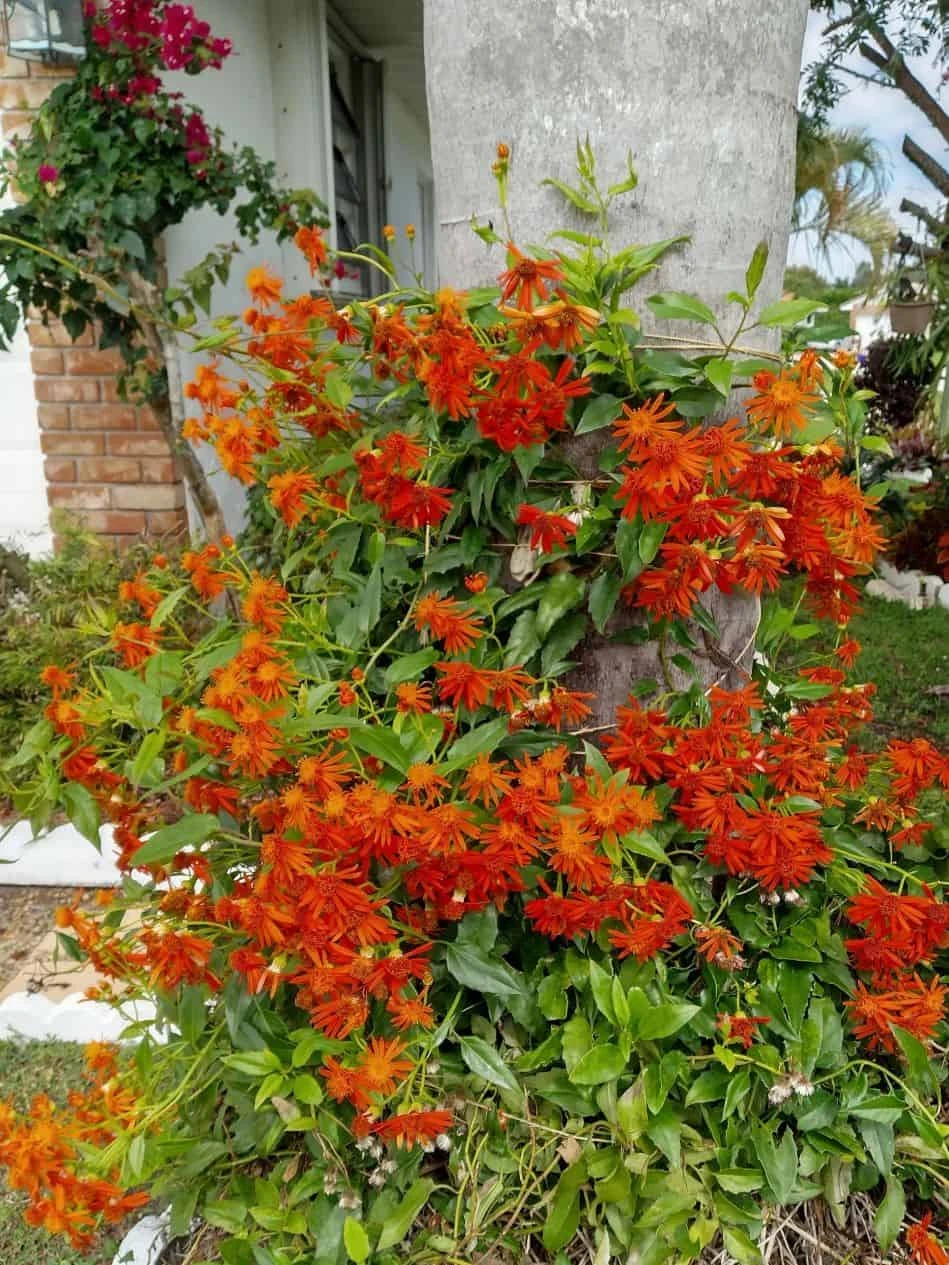 Mexican Flame Vine Best Pollinator Ships Free. 3 Mexican Flame Vine Best Pollinator Ships Free.