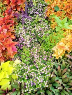 Cuphea Hyssopifolia Mexican Heather Elfin Herb Pollinator. 7 Cuphea Hyssopifolia Mexican Heather Elfin Herb Pollinator. -Cheap Plantly Store 1265v 2