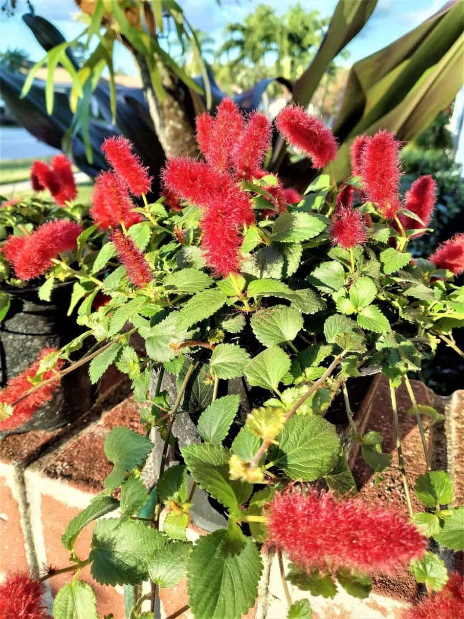 Dwarf Chenille Plant Red Hot Cat Tails Ships Free. 6 Dwarf Chenille Plant Red Hot Cat Tails Ships Free. - Image 4