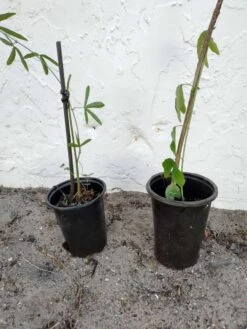 Passiflora Incarnata Maypop Passion Flower Vine Ships Free. -Cheap Plantly Store 1265w 1