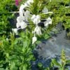 White Plumbago Zeylanica Ceylon Leadwort 20" Ships Free.