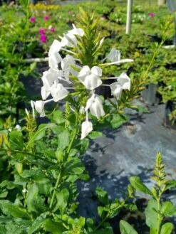 White Plumbago Zeylanica Ceylon Leadwort 20" Ships Free.