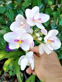 Ground Orchid Spathoglottis Pink Ships Free. -Cheap Plantly Store 1265w 3