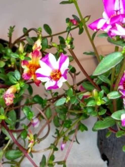 Purslane Edible "Raspberry Parfait" Herb Ships Free. -Cheap Plantly Store 1265w 4