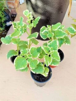 Portuguese Oregano Mexicali Mint Herb Ships Free. -Cheap Plantly Store 1265w 5