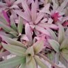 Tri Color Dwarf Oyster Plants Tradescantia Spathacea Ships Free. -Cheap Plantly Store 1265y 1