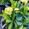 Asian Snow Wrightia Antidysenterica Rare Bush Ships Free. -Cheap Plantly Store 1265y