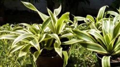 Dracaena Song Of India Plant Ships Free. 7 Dracaena Song Of India Plant Ships Free. -Cheap Plantly Store 1265y 2