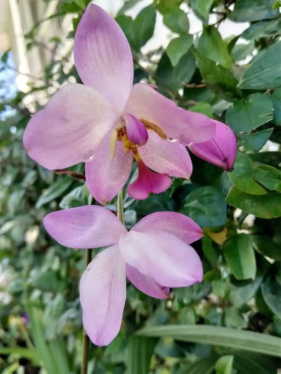 Dracaena Song Of India Plant Ships Free. 5 Dracaena Song Of India Plant Ships Free. - Image 3