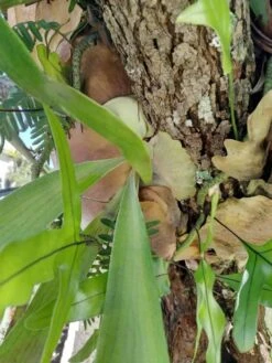 Staghorn Epiphyte Fern Ships Free. -Cheap Plantly Store 1265y rotated 1