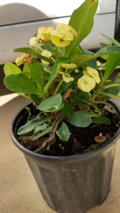 Euphorbia Milli Yellow Crown Of Thorns Ship Free. -Cheap Plantly Store 1265yy