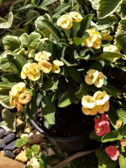 Euphorbia Milli Yellow Crown Of Thorns Ship Free. -Cheap Plantly Store 1265yyy