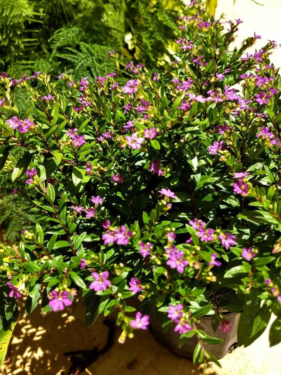 Cuphea Hyssopifolia Mexican Heather Elfin Herb Pollinator. 4 Cuphea Hyssopifolia Mexican Heather Elfin Herb Pollinator. - Image 2