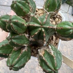 EUPHORBIA HANDIENSIS -Cheap Plantly Store 12CC1892 788C 4F2D A2B2 43B255E6933B