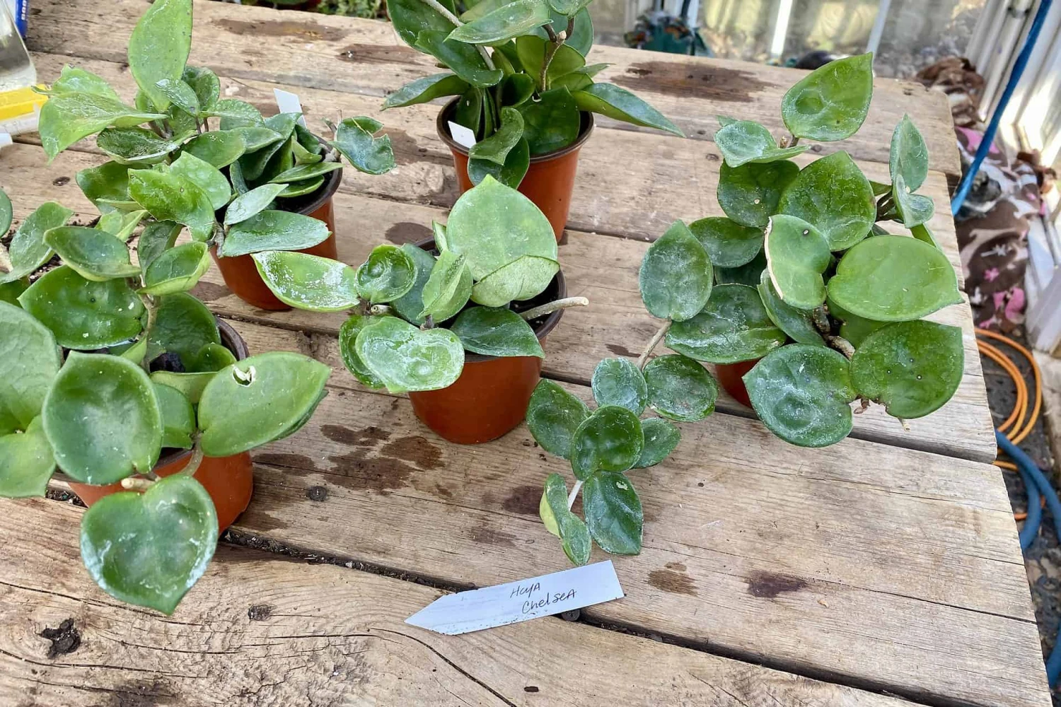 Hoya Chelsea Wax Flower Porcelain Flower 3 Inch Pot Plant 8 Hoya Chelsea Wax Flower Porcelain Flower 3 Inch Pot Plant - Image 6