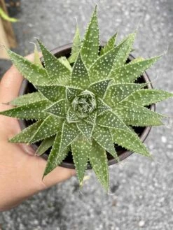 Aloe Aristata Or Lace Aloe 3 Inch Pot Hybrid Aloe Live Starter Pl -Cheap Plantly Store 13544CEB 390B 41A4 AC69 B43C2B71CA9D 1 105 c