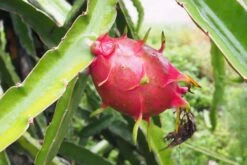 Red Dragon Fruit Fresh Cuttings - 2 Per Order -Cheap Plantly Store 13665736 5BE3 48C0 9B2A CC1D713C9C24