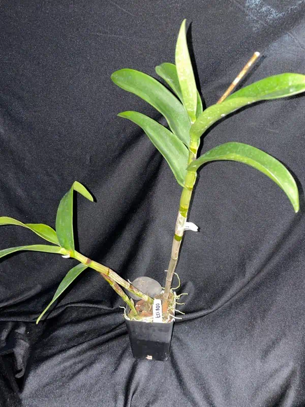 Orchid- Dendrobium Jacquelyn Thomas 'Uniwai Prince' 5 Orchid- Dendrobium Jacquelyn Thomas 'Uniwai Prince' - Image 3